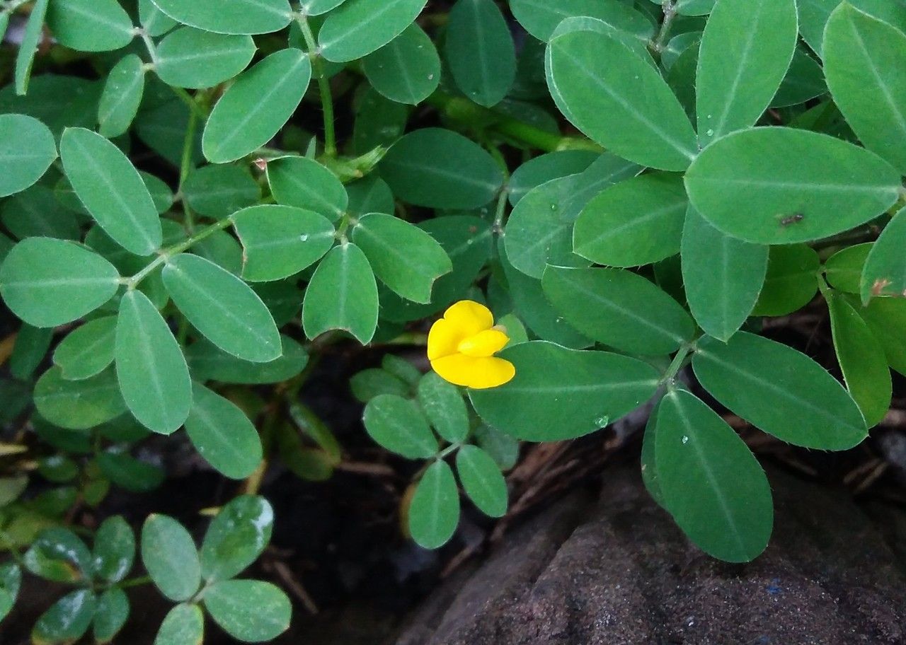 Arachis glabrata