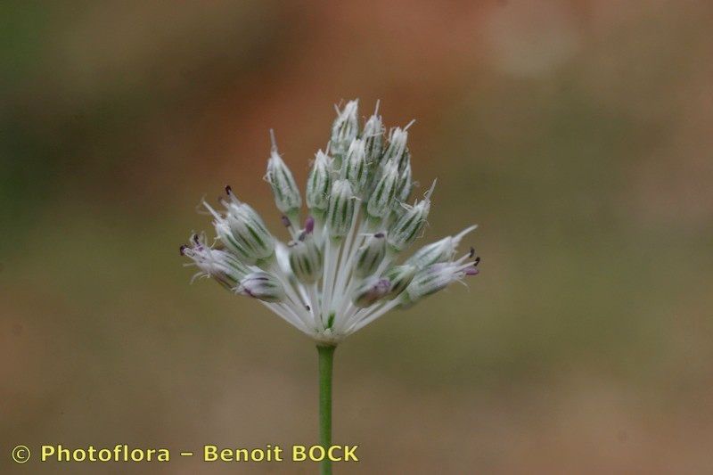 Allium baeticum fruit