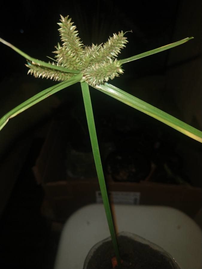 Cyperus alopecuroides