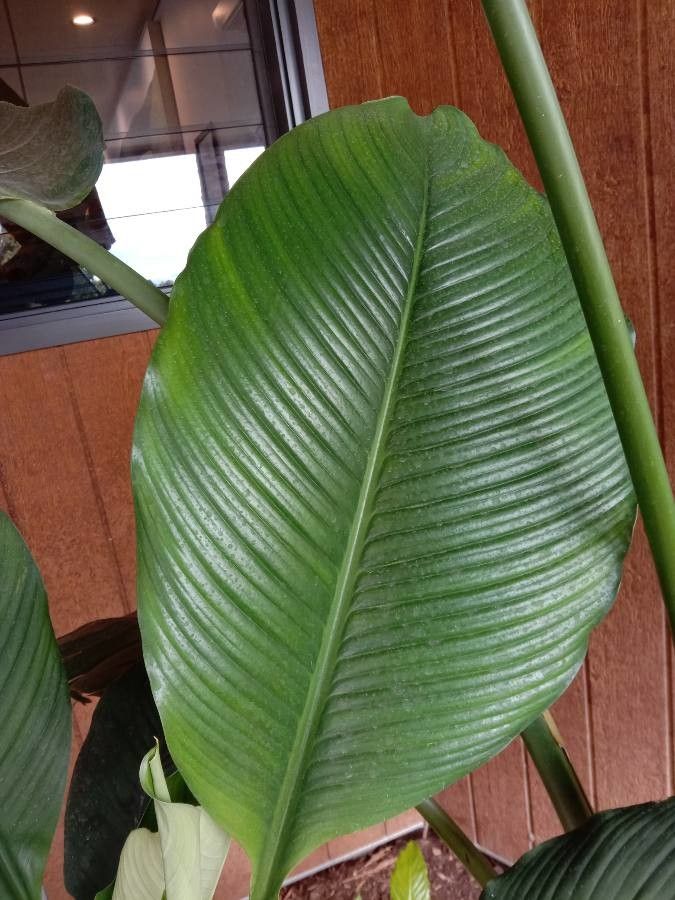 Dieffenbachia tonduzii — houseplant care guide