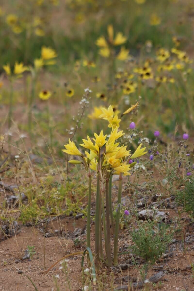 Zephyranthes bagnoldii flower