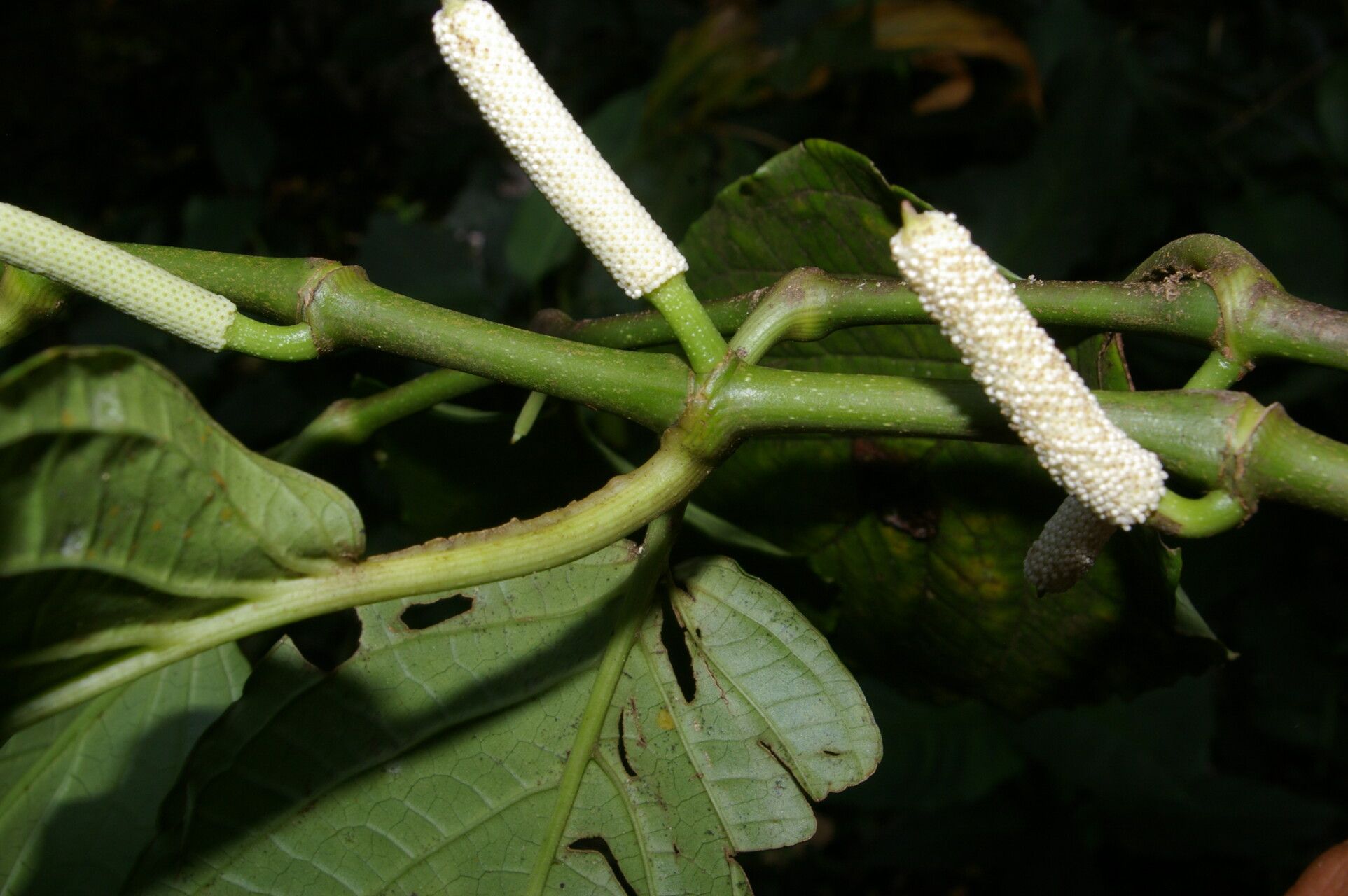 Piper allisum — houseplant care guide