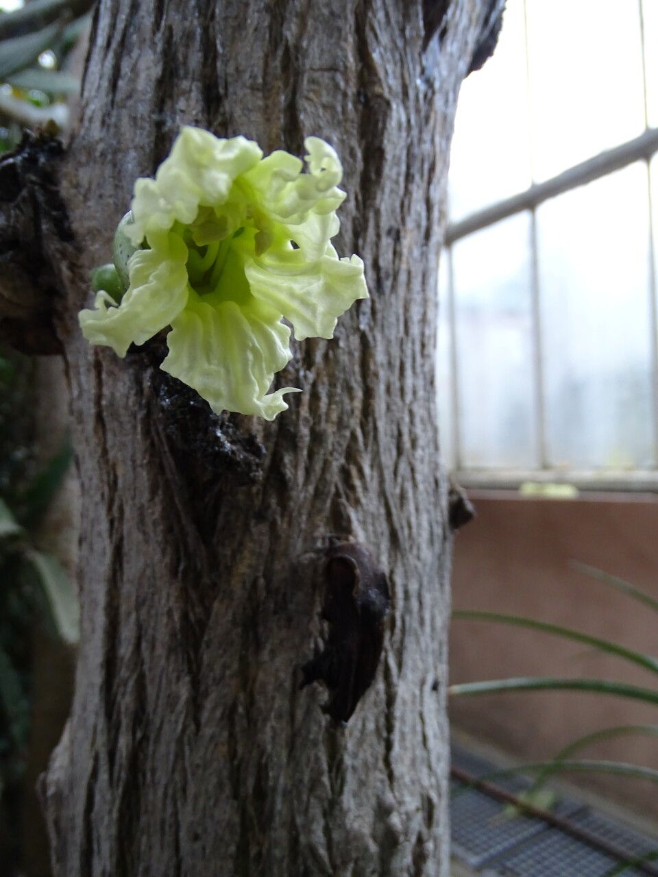 Crescentia cujete flower