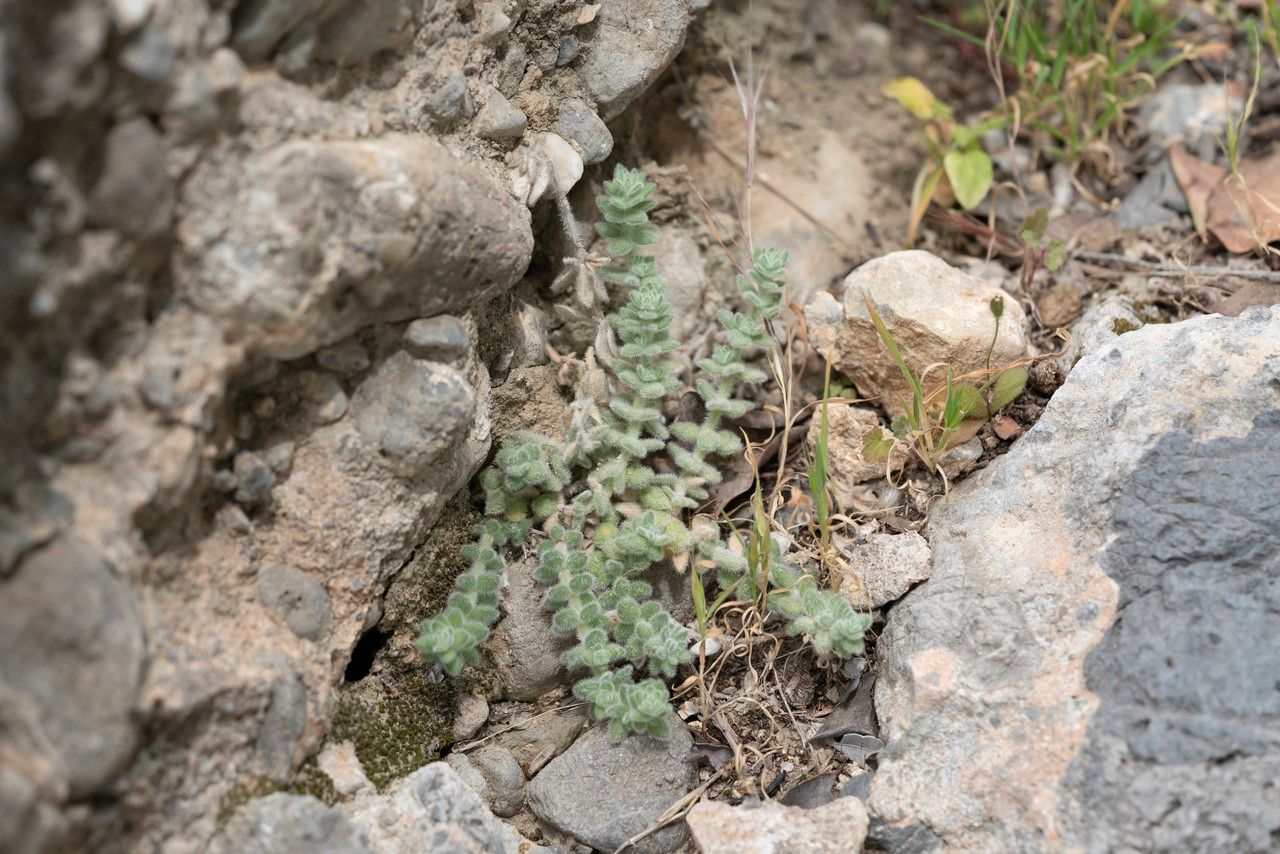 Galium canum — houseplant care guide