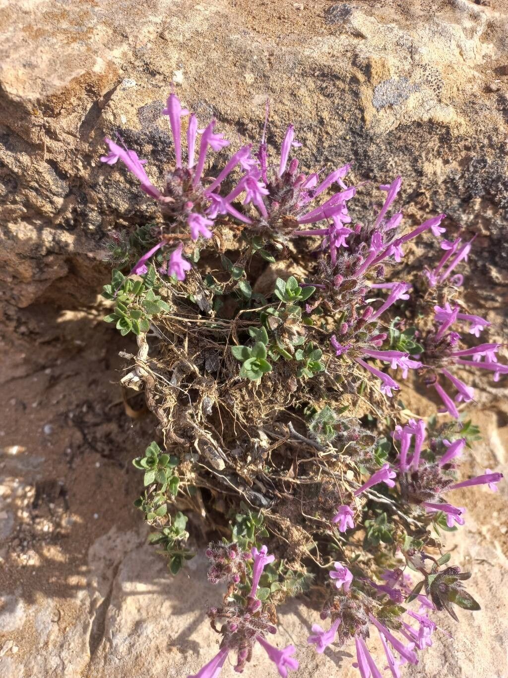 Thymus broussonetii — search result for 'Thymus'