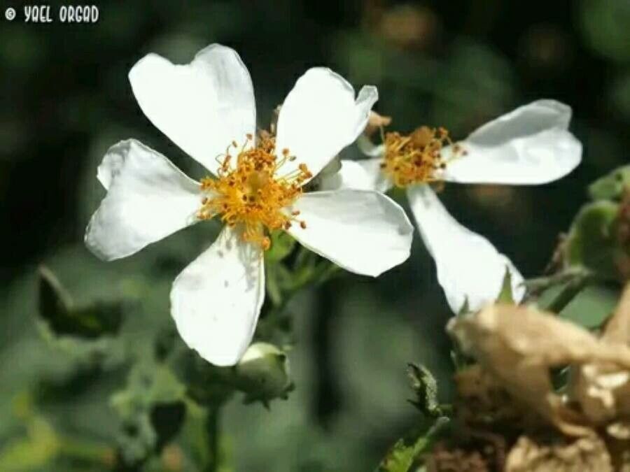 Rosa phoenicia — houseplant care guide