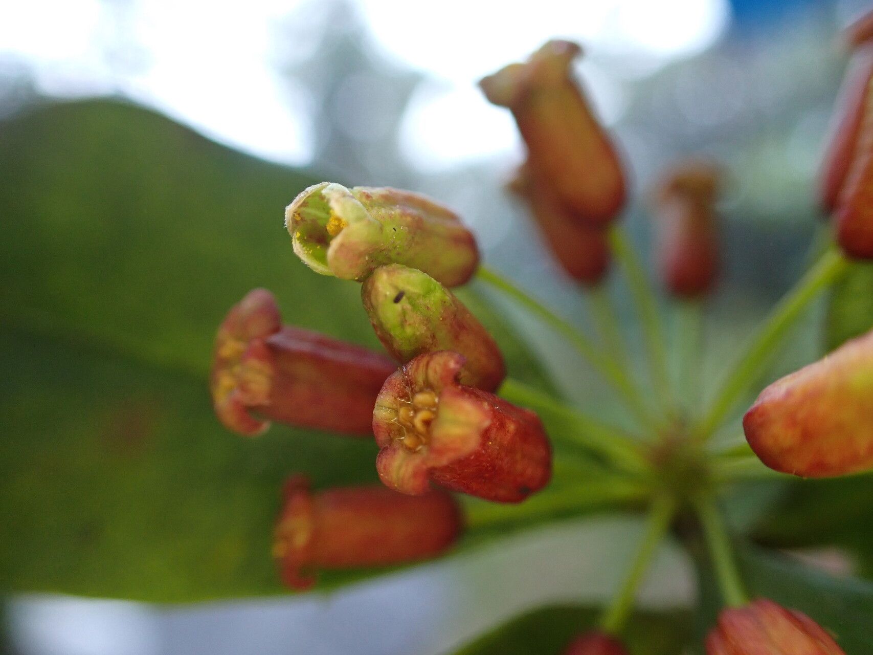Peddiea thomensis — related species from the same genus