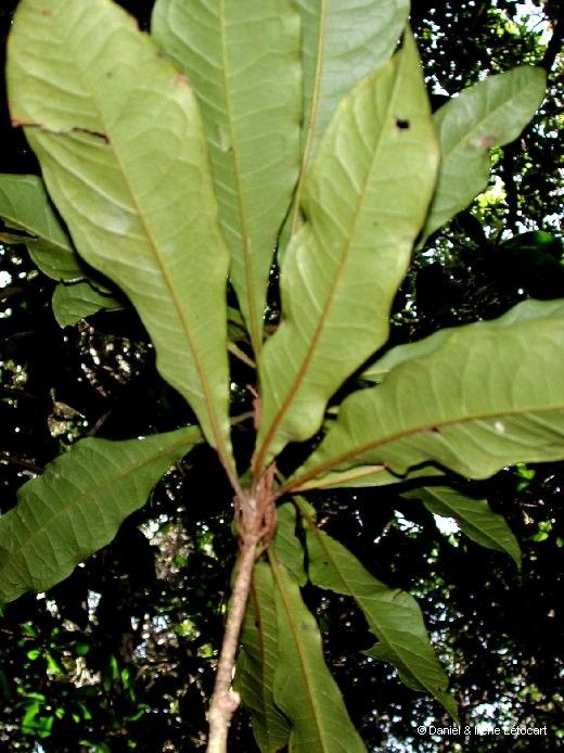 Pittosporum muricatum — search result for 'Pittosporaceae'