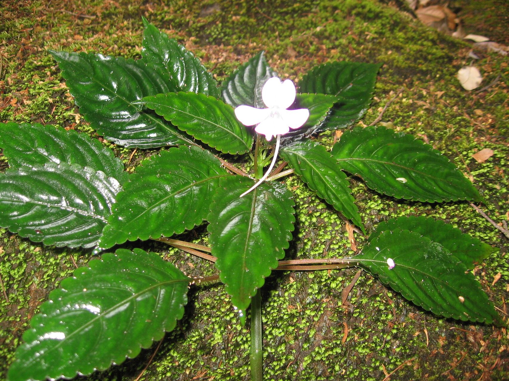 Impatiens raphidothrix habit