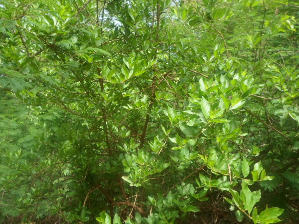 Feretia apodanthera habit