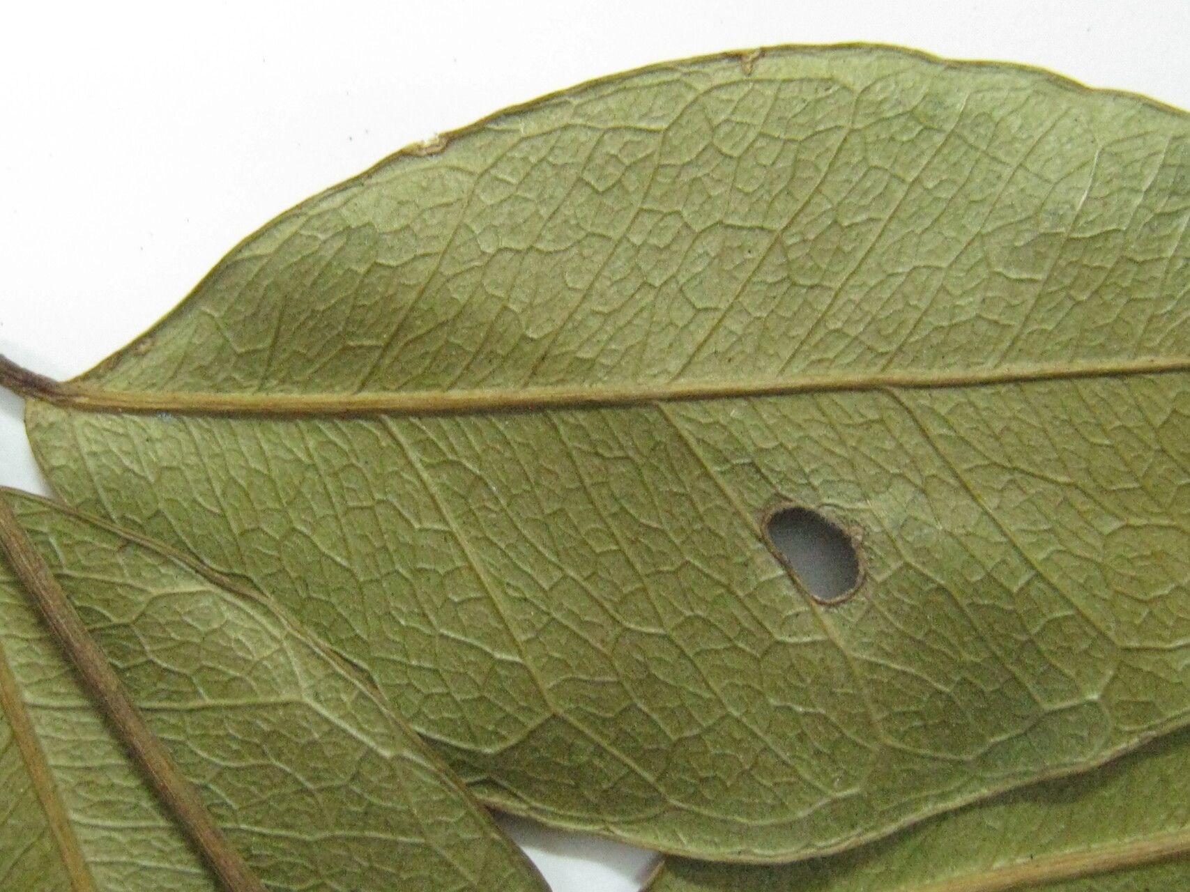 Jupunba mataybifolia other