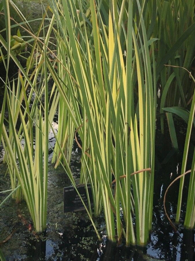 Acorus calamus