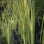 Acorus calamus