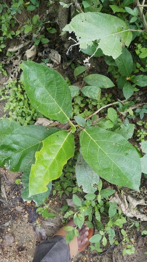 Ficus hispida leaf