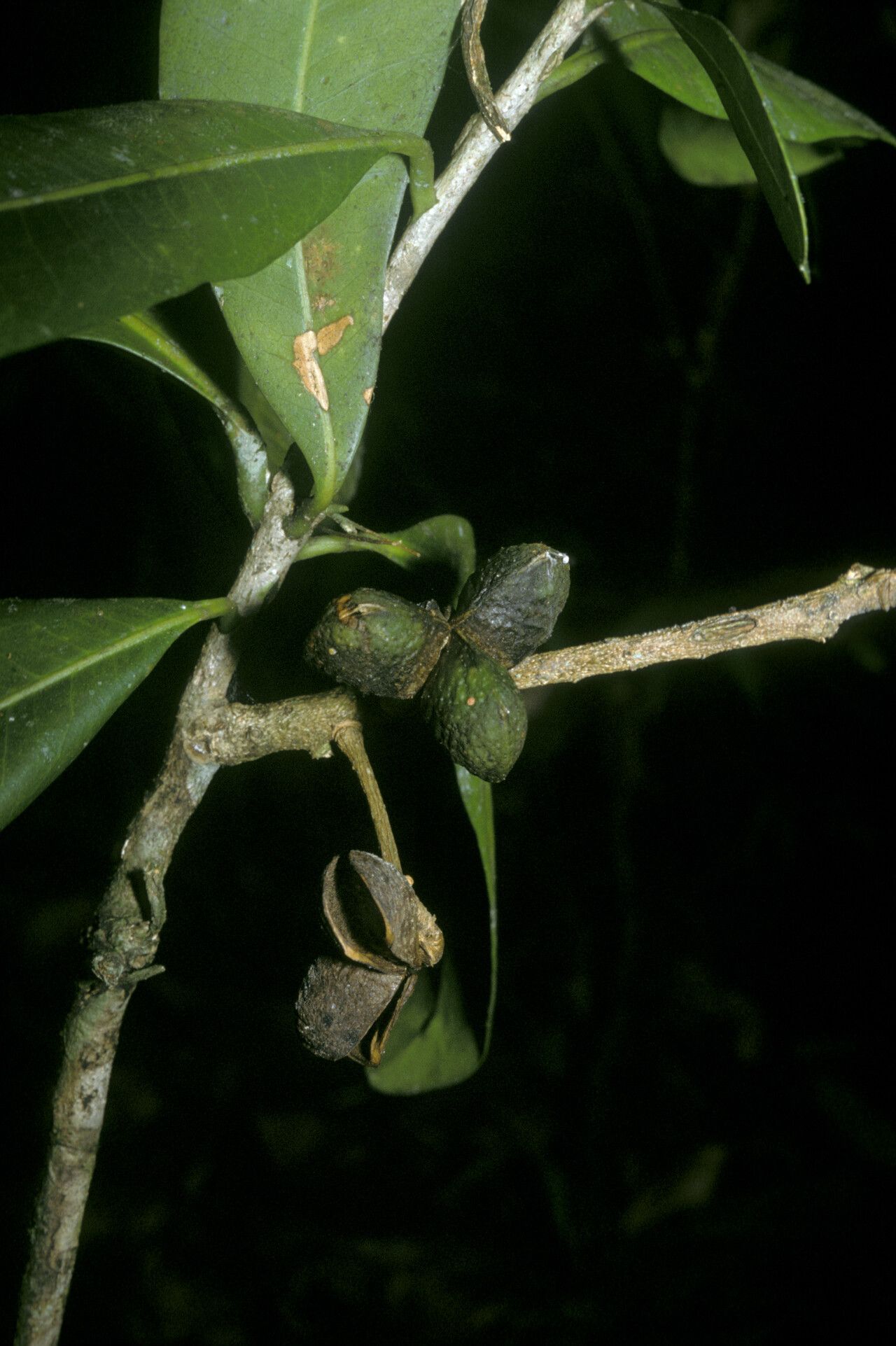 Pilocarpus racemosus fruit