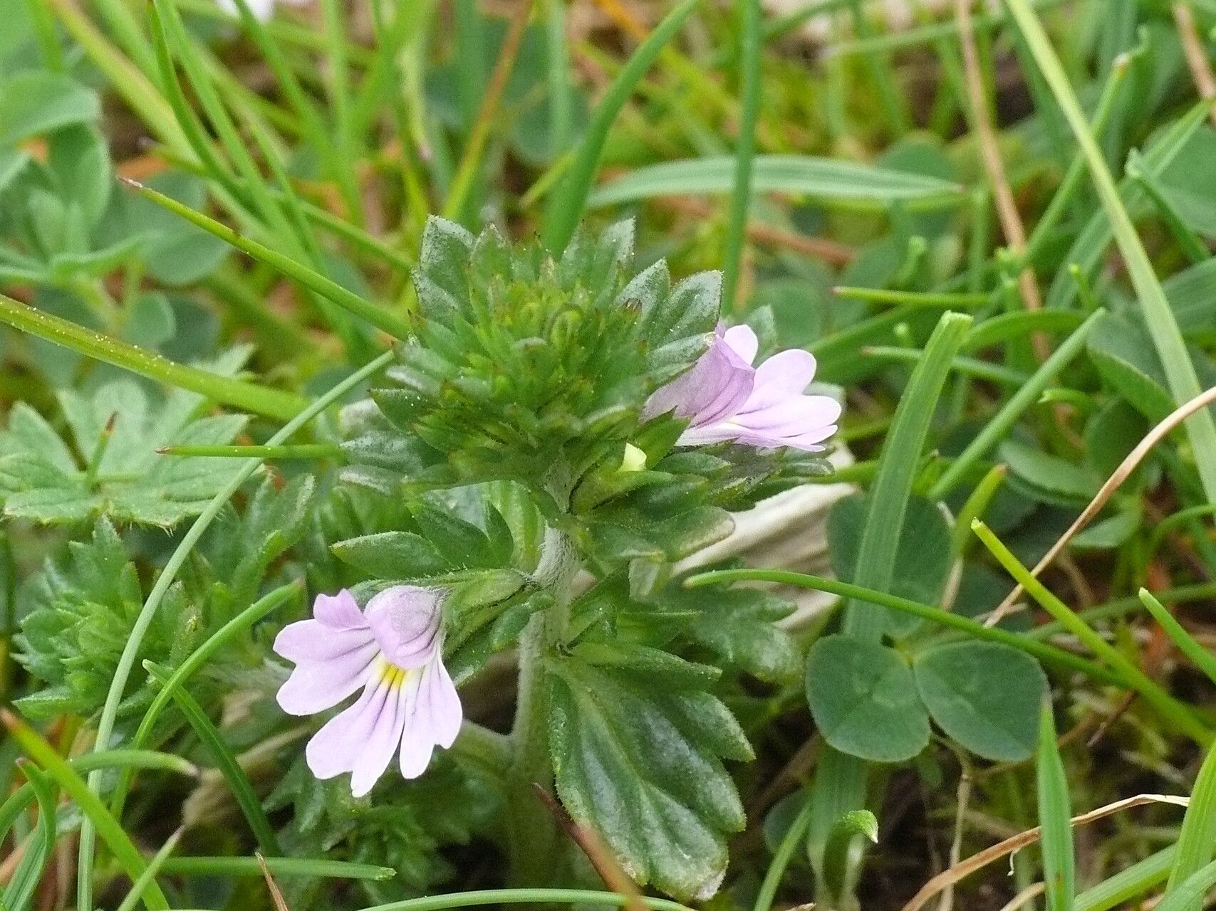 Euphrasia frigida flower