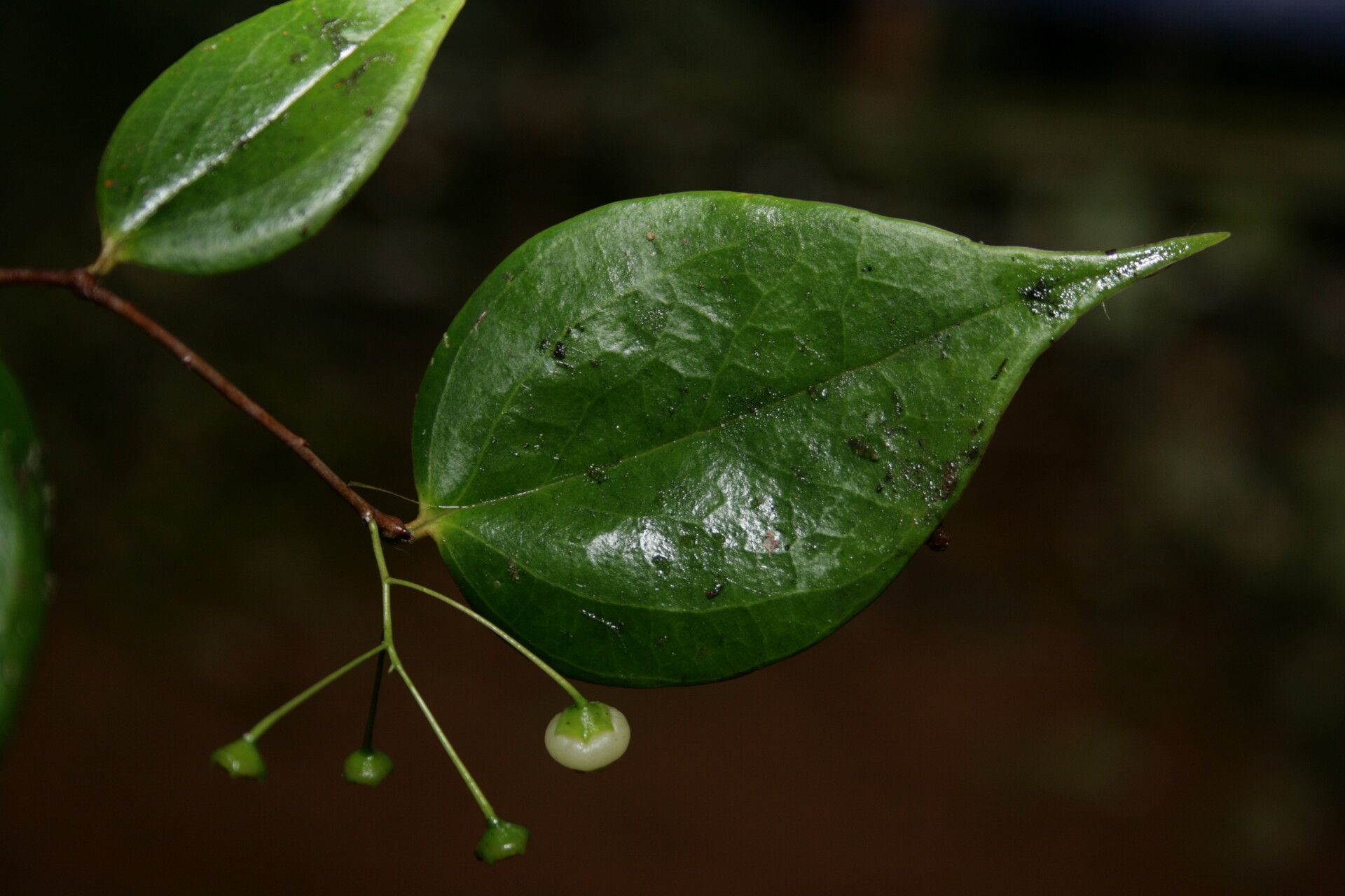 Vaccinium crassistylum — search result for 'Vaccinium'