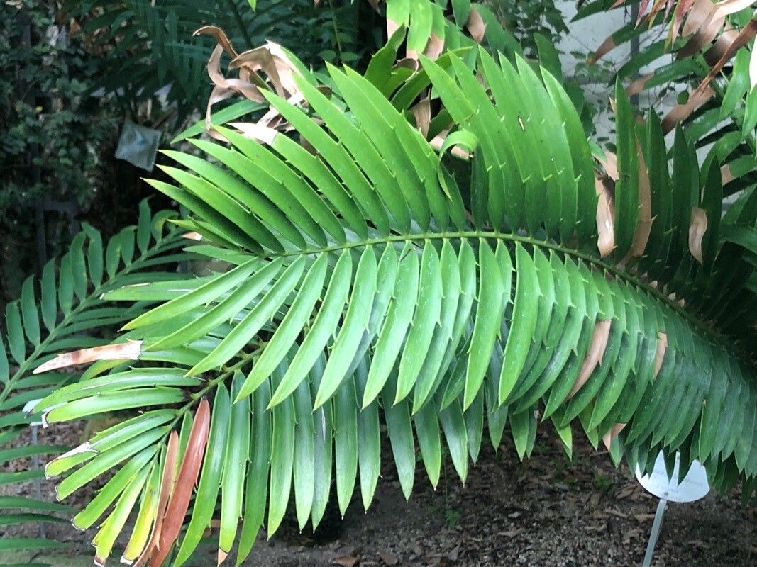 Encephalartos lebomboensis leaf