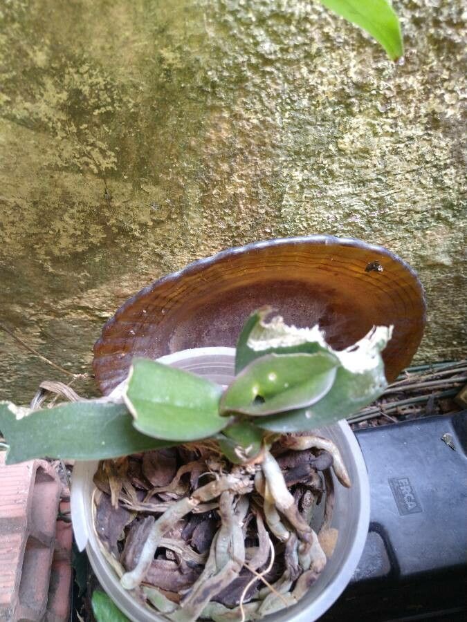 Phalaenopsis × singuliflora leaf