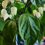 Clerodendrum thomsoniae