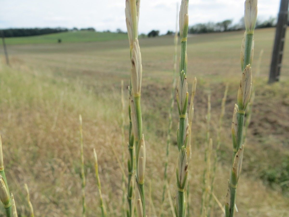 Thinopyrum intermedium flower