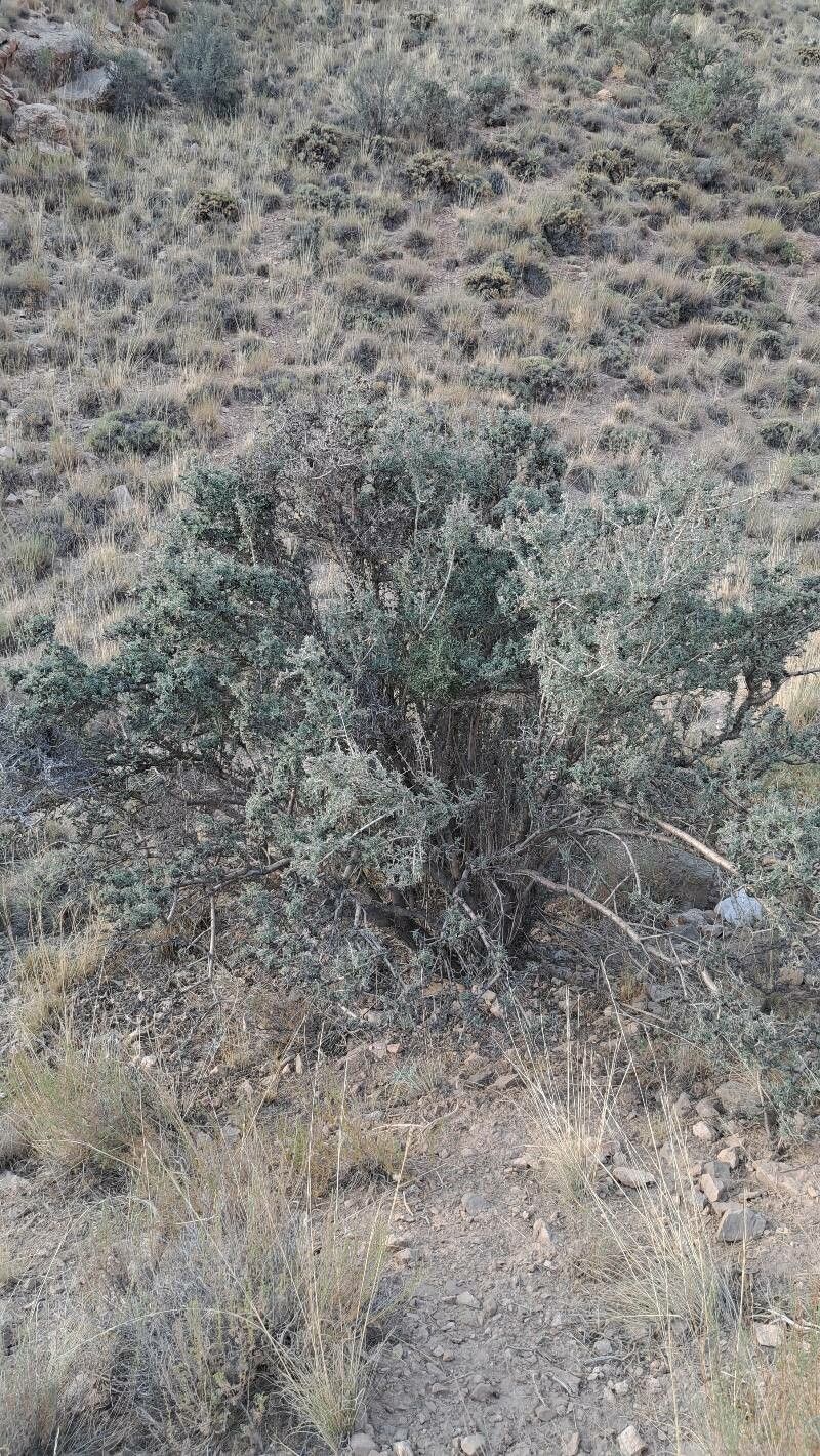 Prunus argentea habit