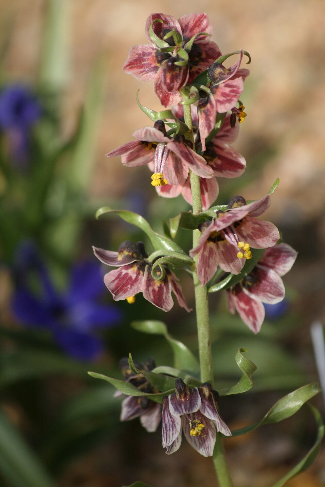 Fritillaria karelinii flower