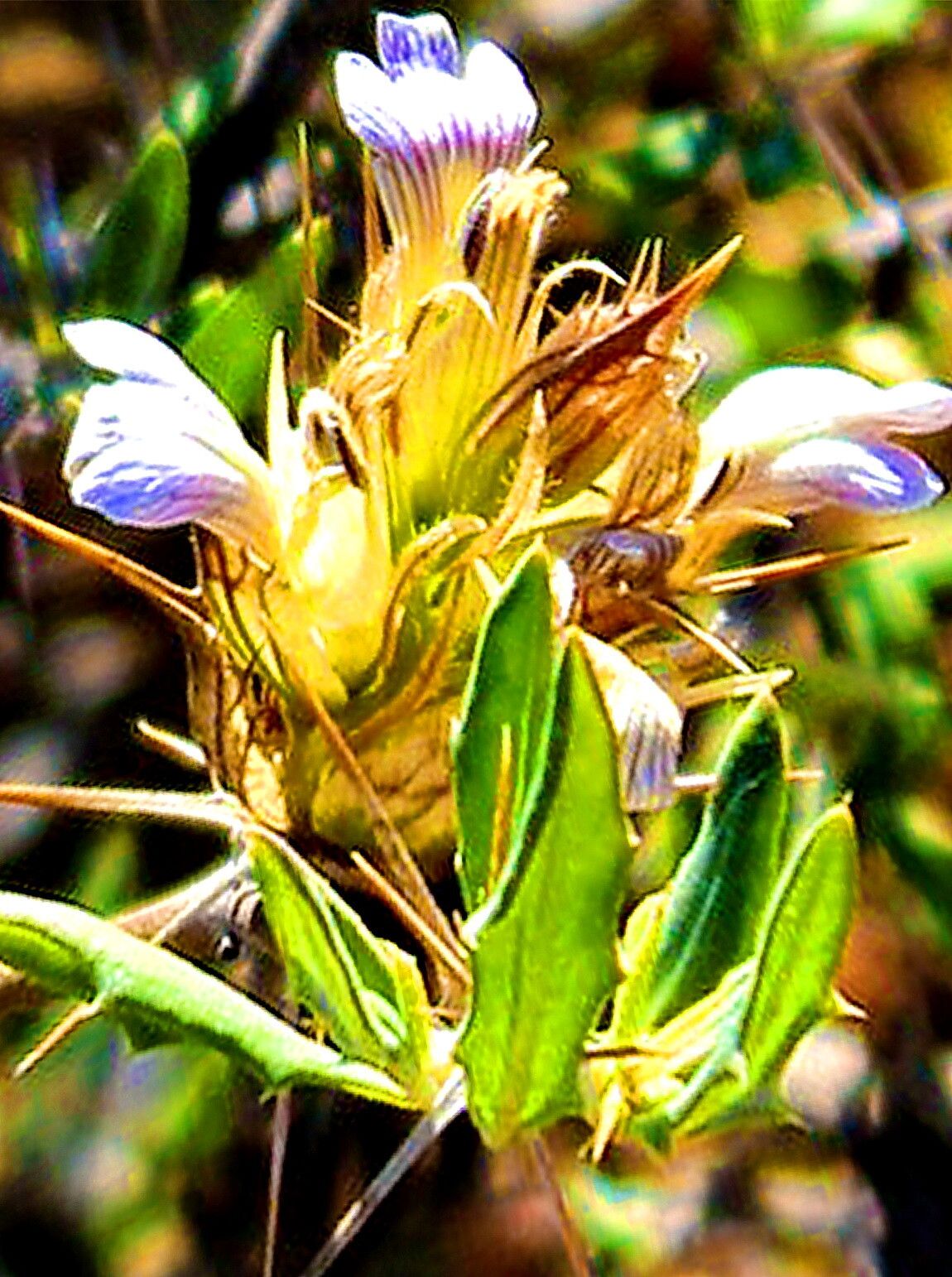 Blepharis diversispina — houseplant care guide