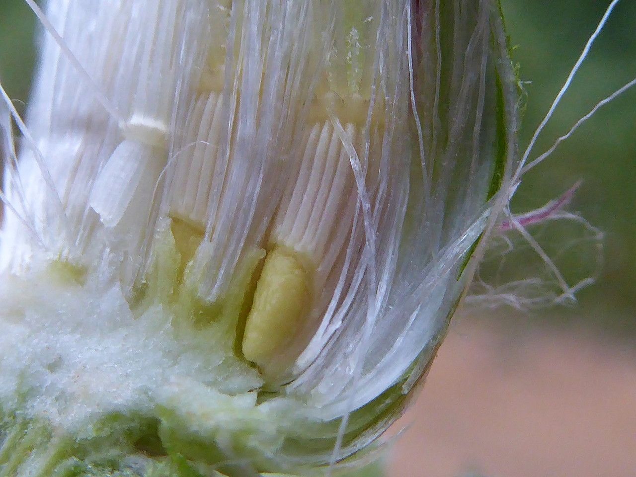 Centaurea benedicta fruit