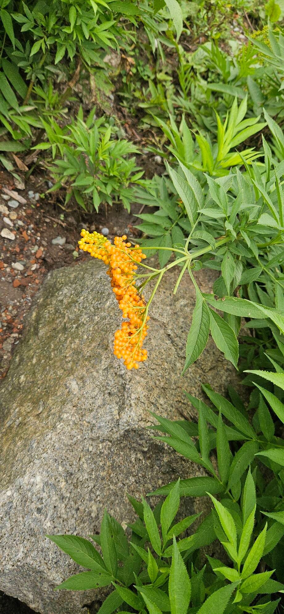 Sambucus wightiana fruit