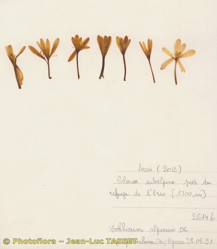 Colchicum nanum habit