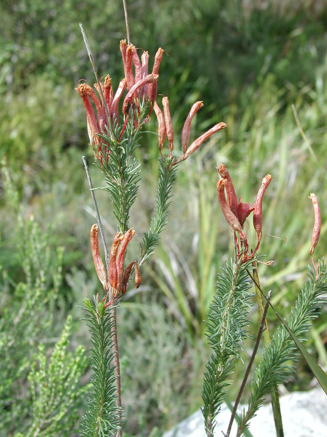 Erica fascicularis habit