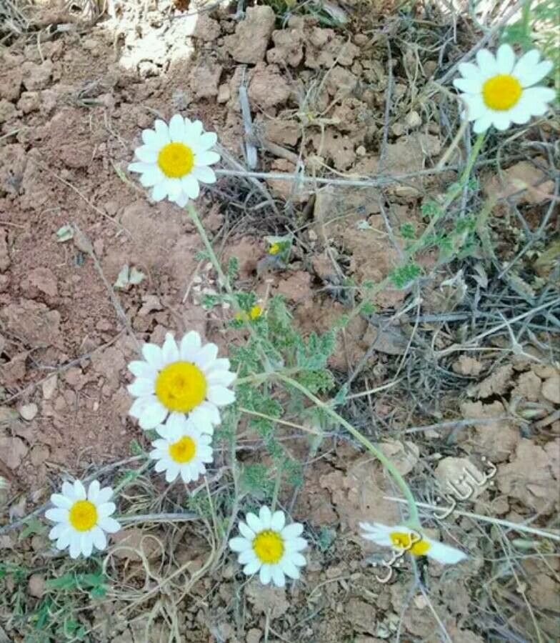 Anthemis hyalina flower