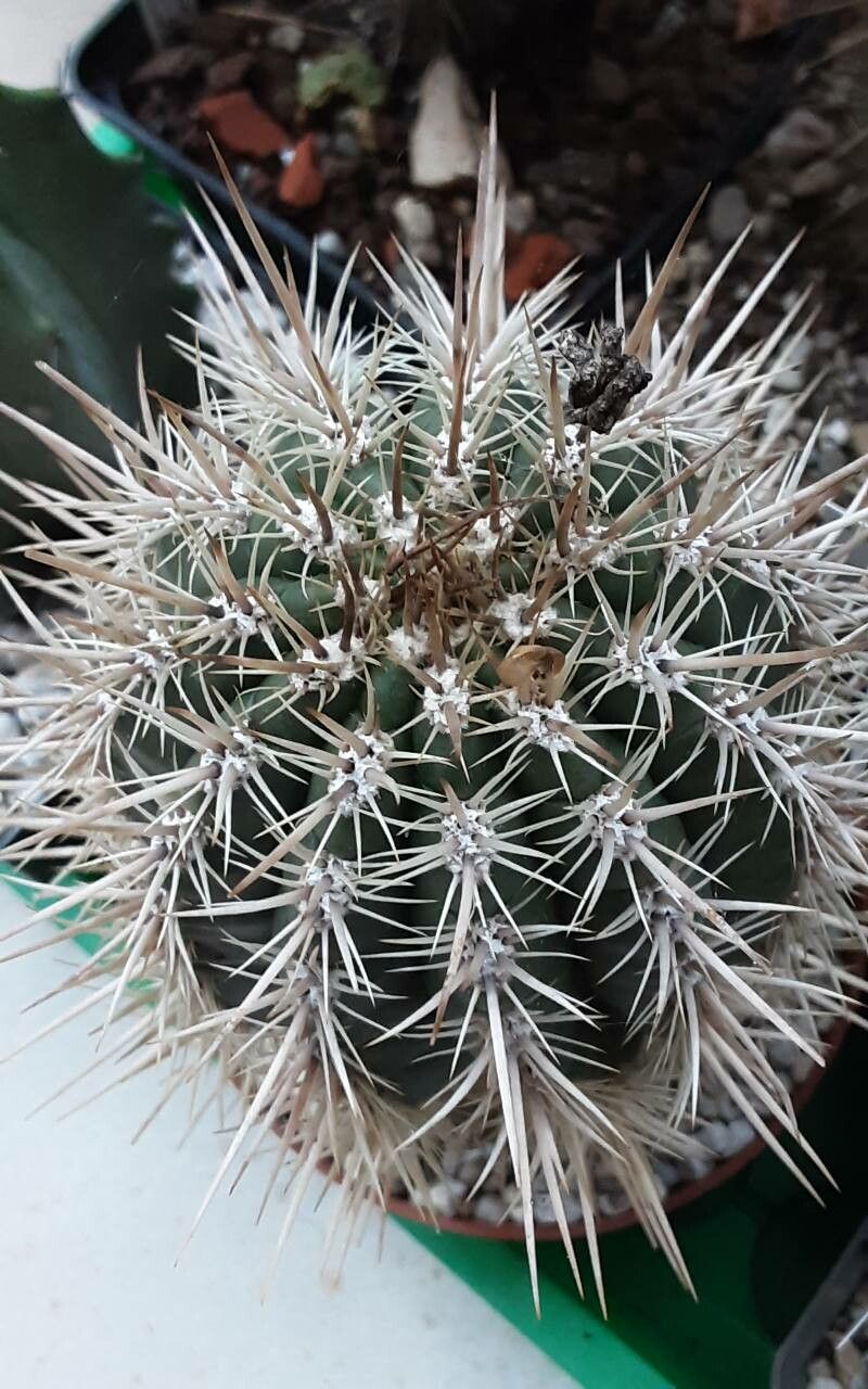 Coleocephalocereus goebelianus flower