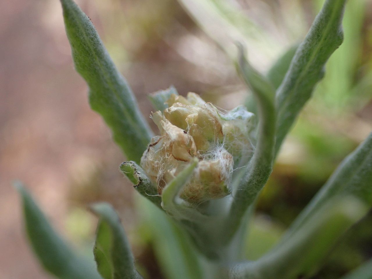 Gnaphalium polycaulon flower
