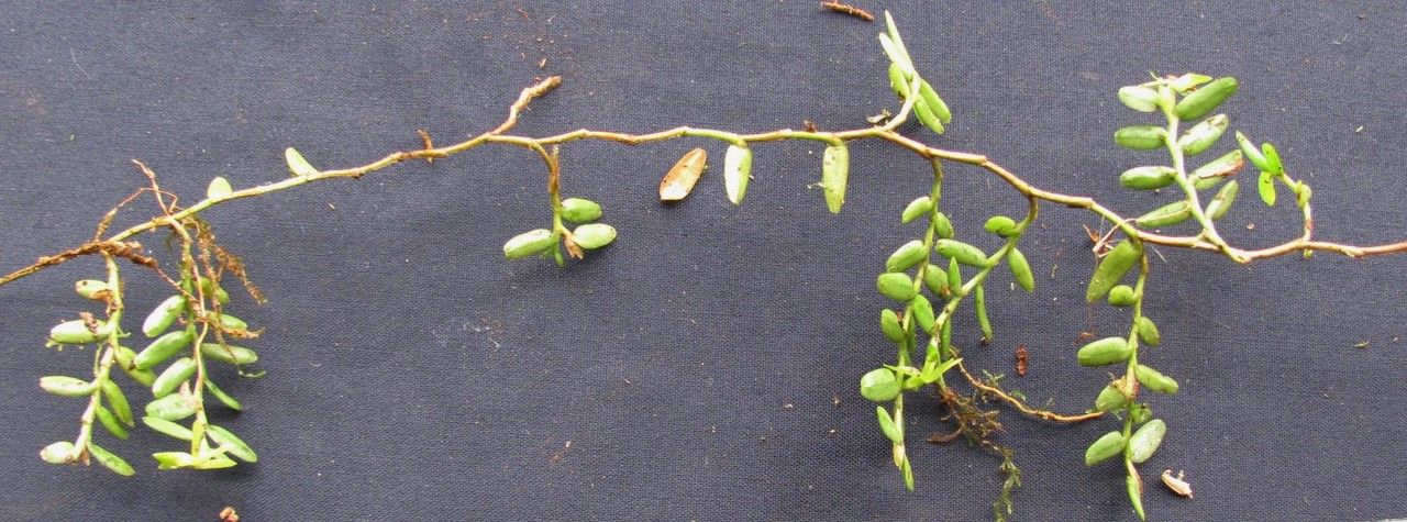 Epidendrum repens other