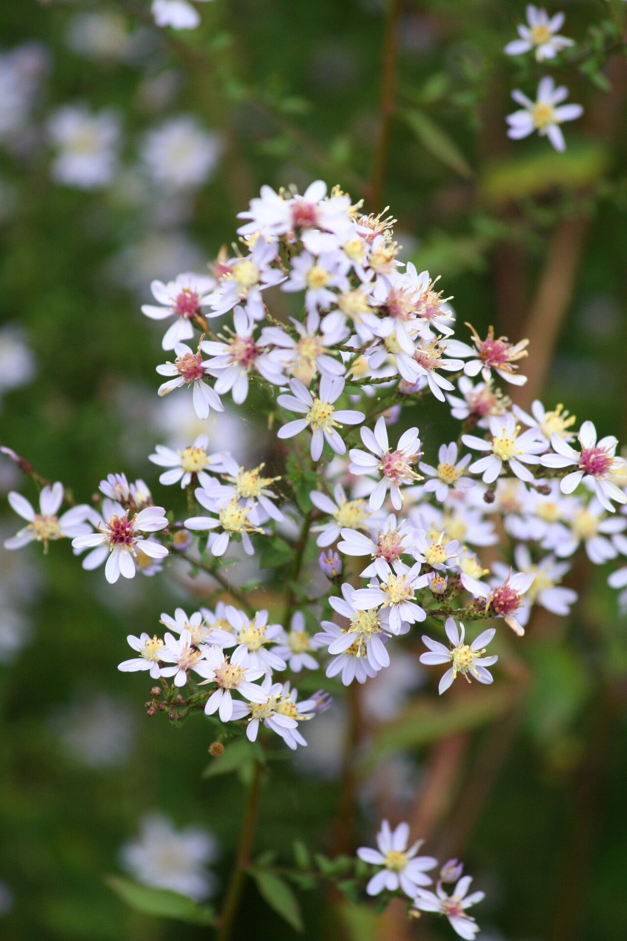 Symphyotrichum shortii flower