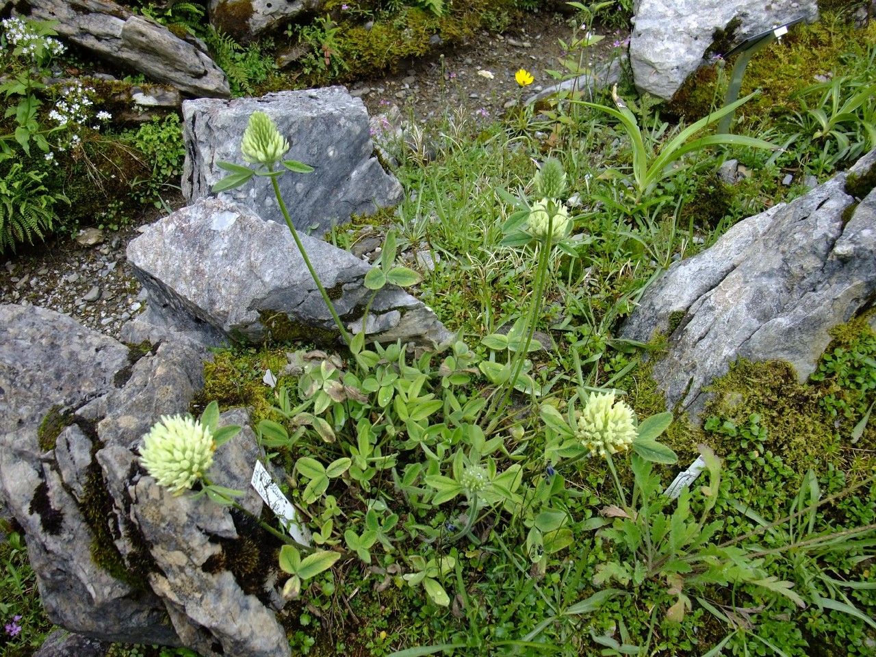 Trifolium trichocephalum habit
