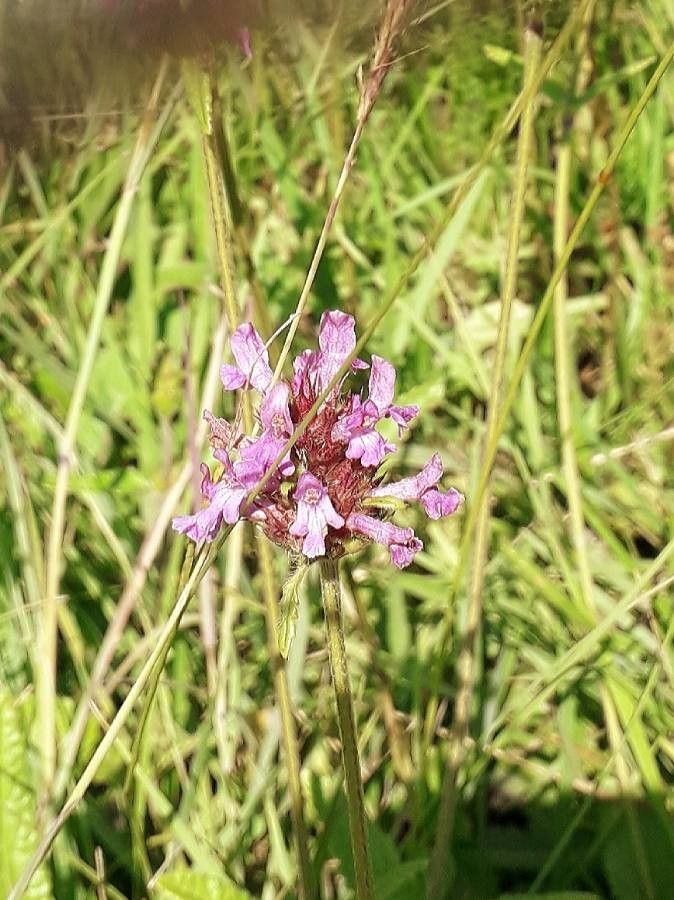 Betonica officinalis flower