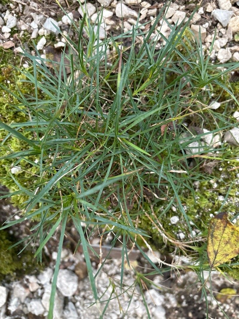 Dianthus polymorphus — houseplant care guide