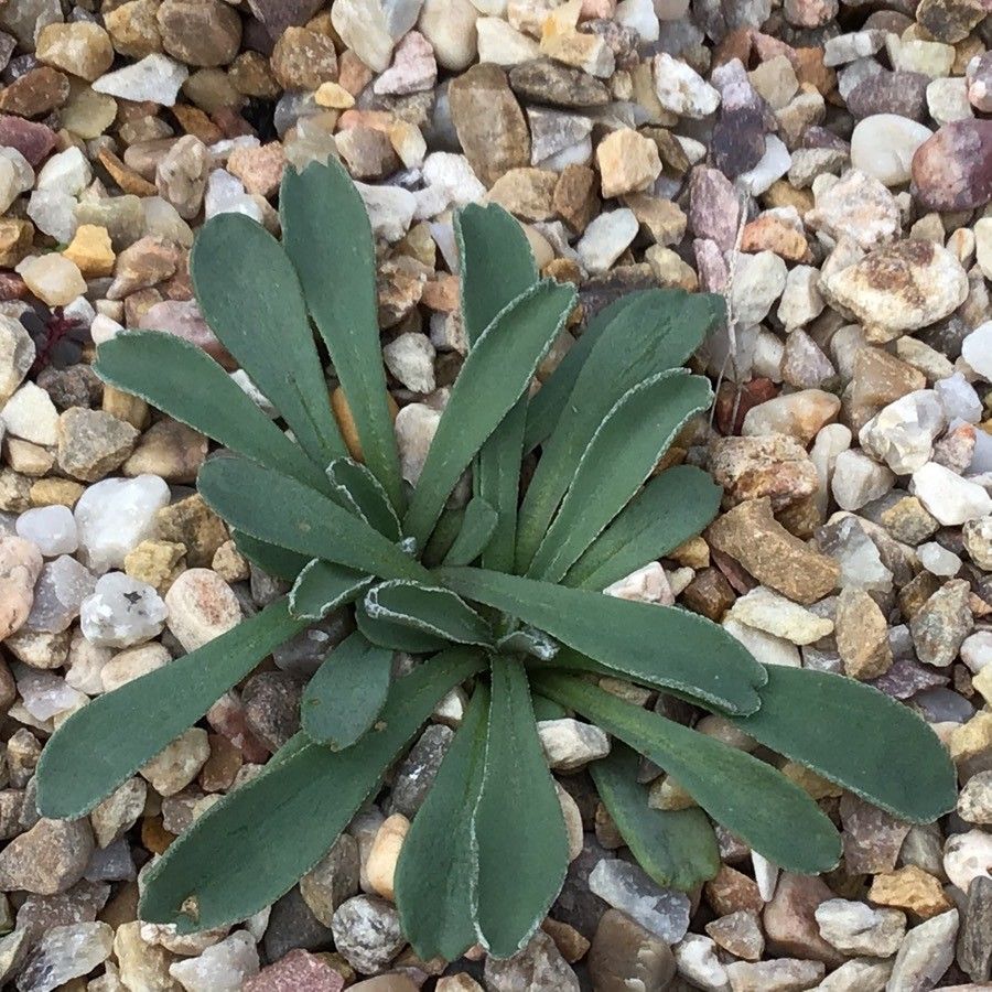 Jacobaea auricula leaf