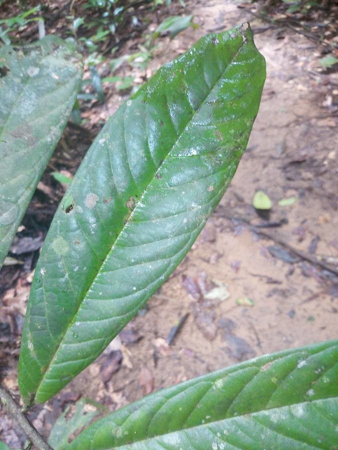 Duguetia eximia leaf