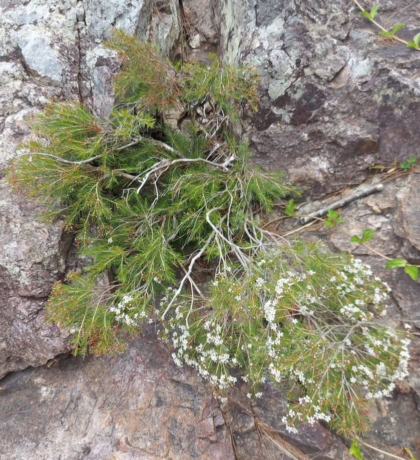 Sannantha pinifolia habit