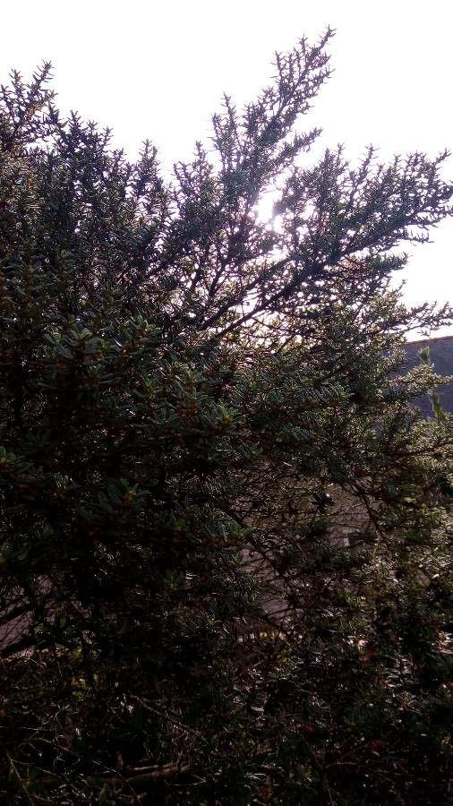 Nothofagus balansae — related species from the same genus