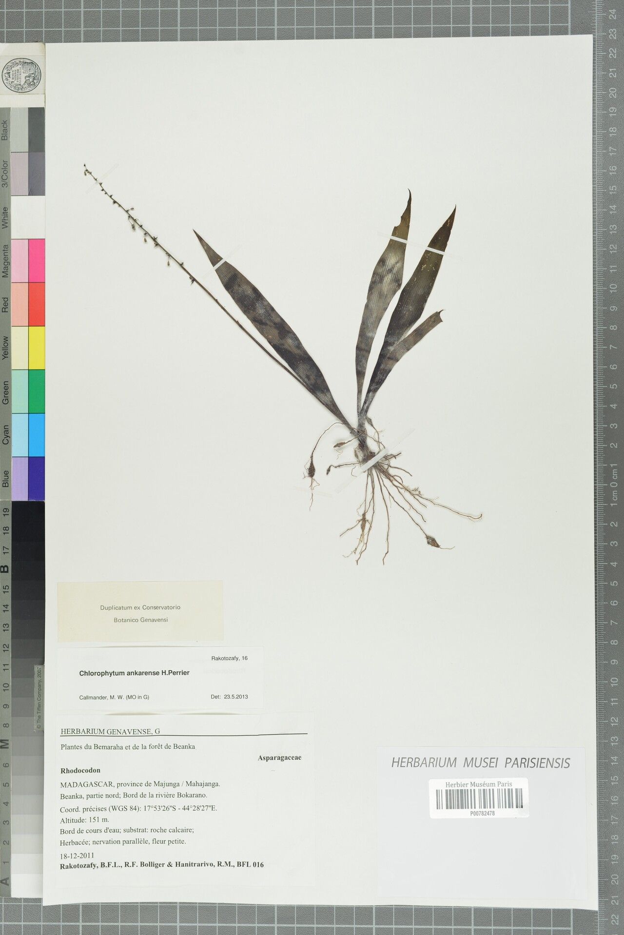 Chlorophytum graniticum — search result for 'Chlorophytum'