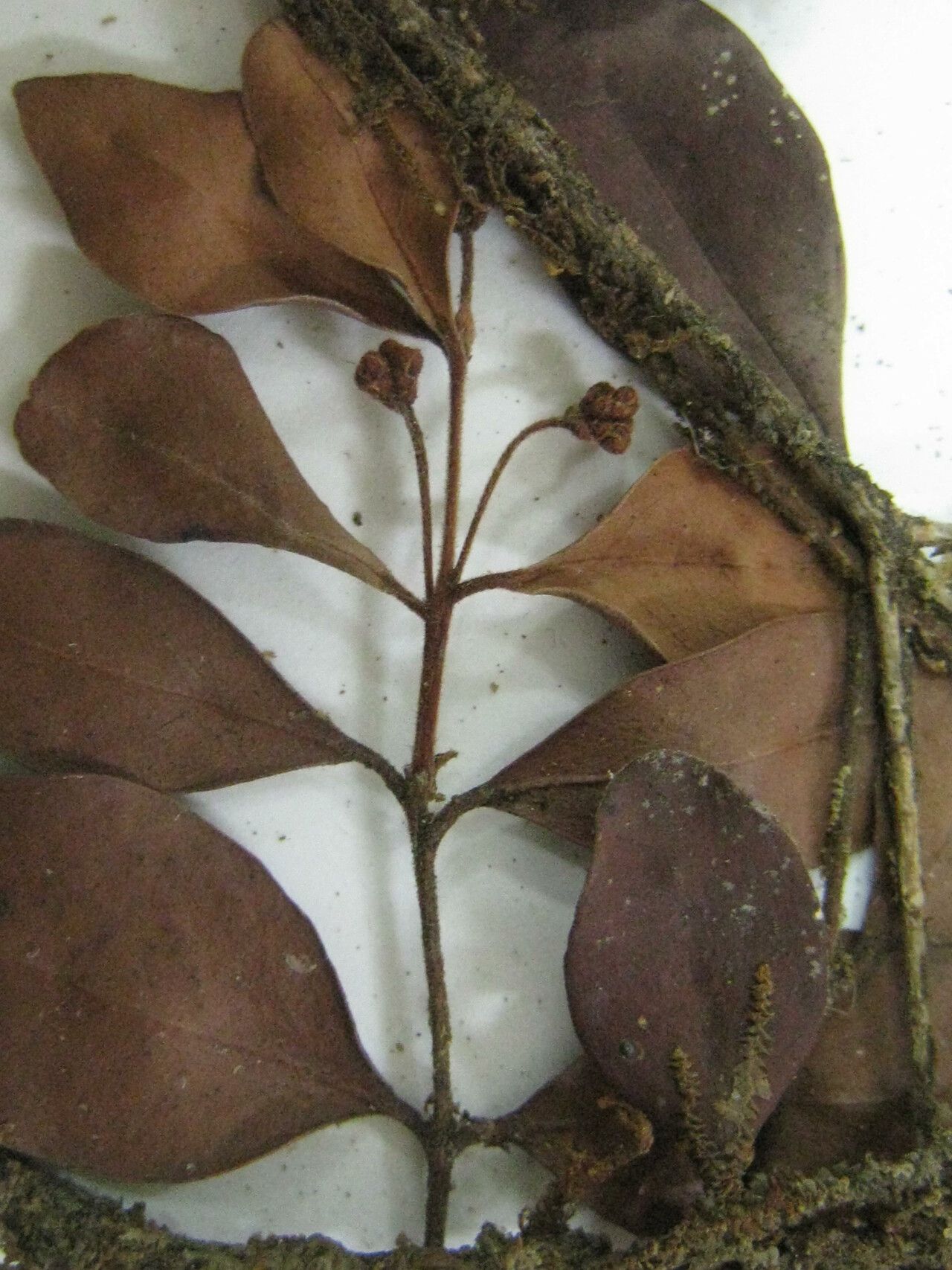 Eugenia gerdae — houseplant care guide