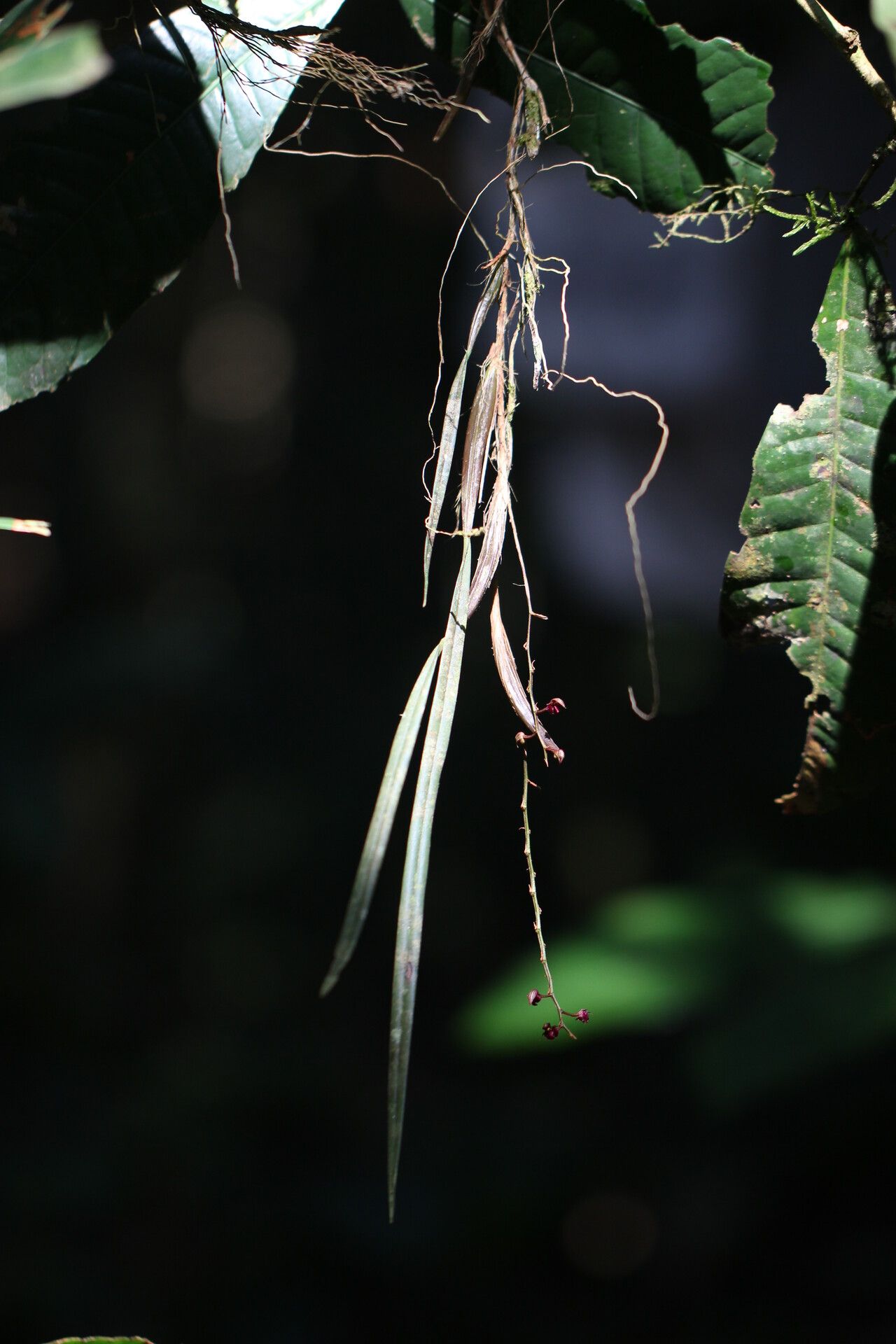 Bulbophyllum fayi habit