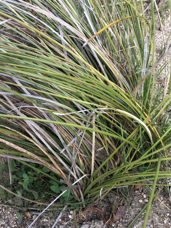 Nolina texana — search result for 'Central to southwestern United States'