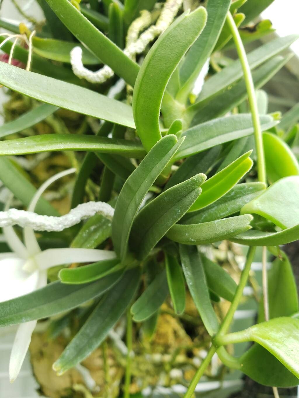 Angraecum didieri — houseplant care guide