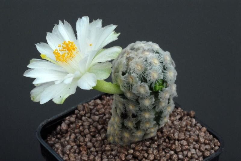 Cochemiea theresae habit